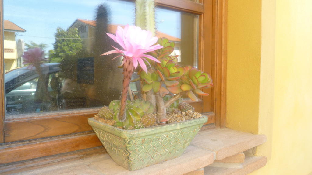 Le Ginestre B & B Massarosa Dış mekan fotoğraf