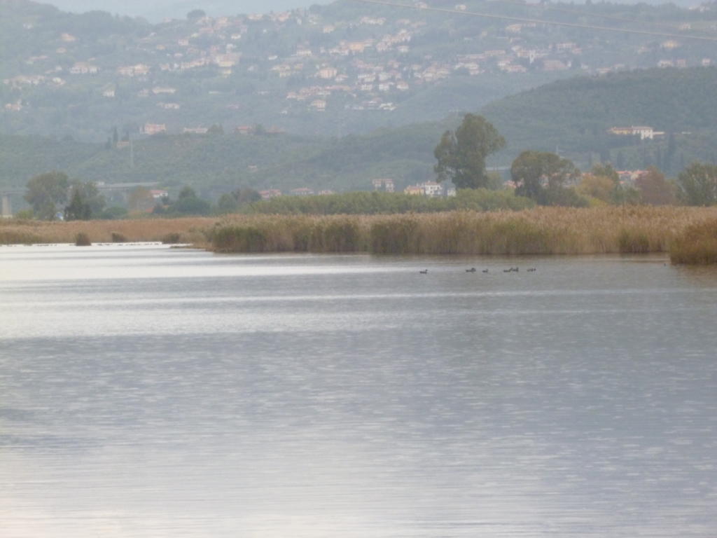 Le Ginestre B & B Massarosa Dış mekan fotoğraf
